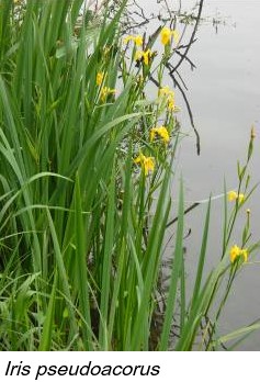 Iris pseudoacorus